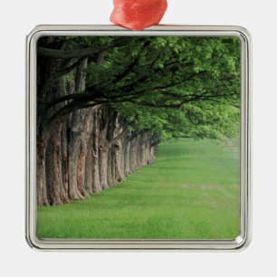 Stately row of trees, Louisville, Kentucky. Metal Ornament