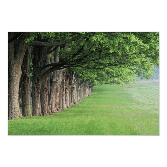 Stately row of trees, Louisville, Kentucky. Photo Print (Front)