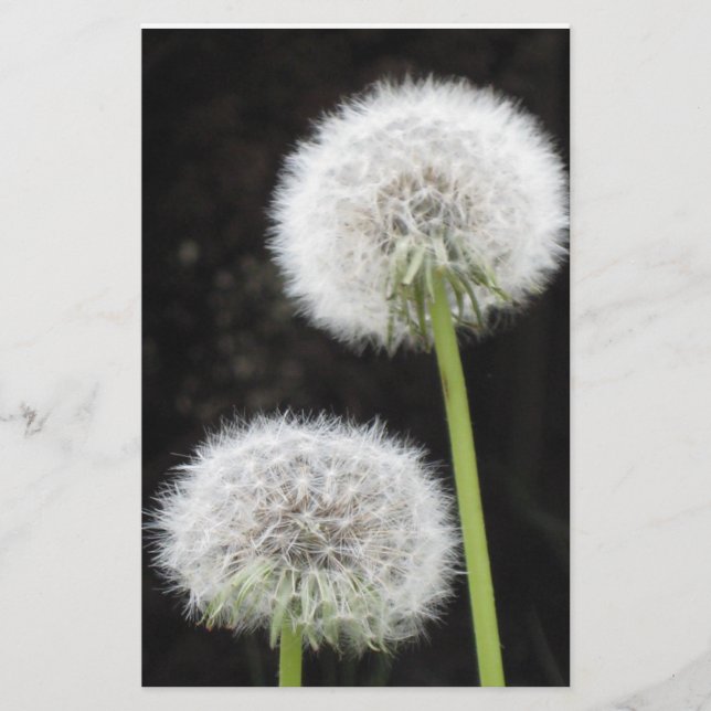 Stationery - Dandelions (Front)
