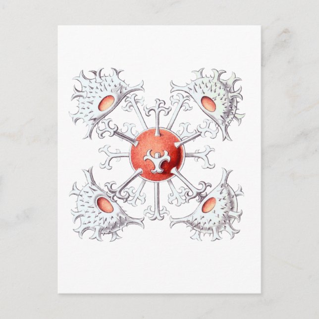 Staurastrum Postcard (Front)