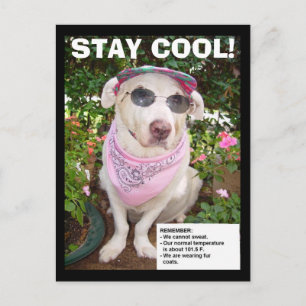 STAY COOL! POSTCARD