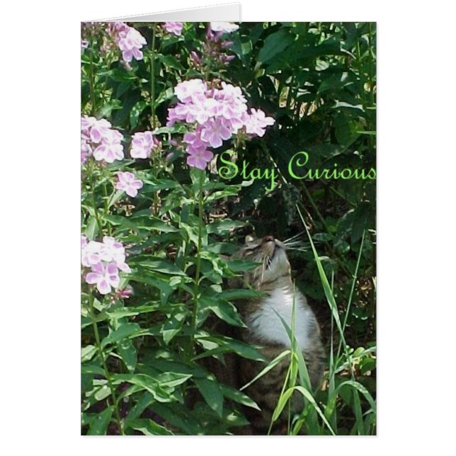 Stay Curious (Front)