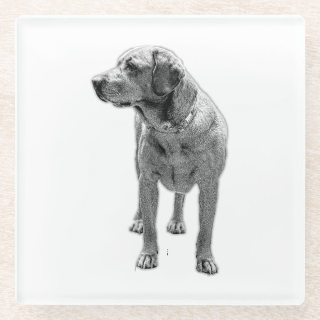 Steady Paws, Steady Cup Glass Coaster (Front)