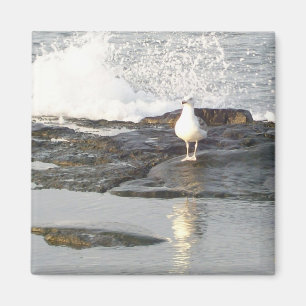 Steady Stance Magnet