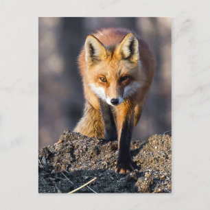 Stealthy Fox Postcard