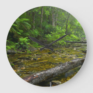 Steam In Forest, The Knysna-Amatole Montane Large Clock