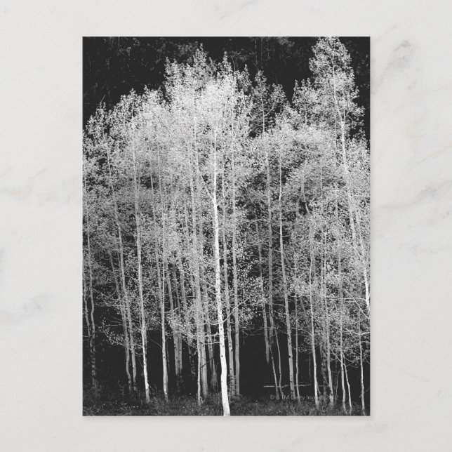 Steamboat, Routt County, Colorado Postcard (Front)