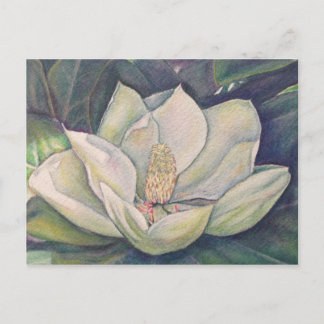 Steel Magnolia Postcard