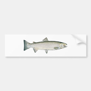 Steelhead Rainbow Trout Bumper Sticker