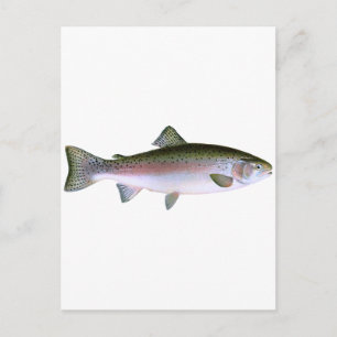 Steelhead Rainbow Trout Fishing Logo Postcard