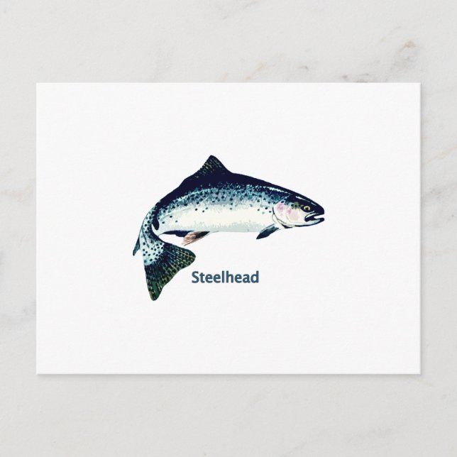 Steelhead Swimming Postcard (Front)