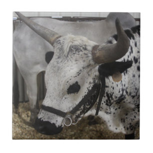 Steer Ceramic Tile