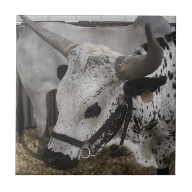 Steer Ceramic Tile (Front)