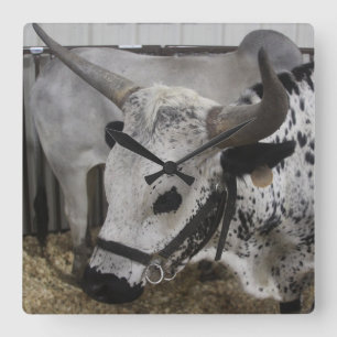 Steer Clock