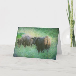 Steers in a Field Card