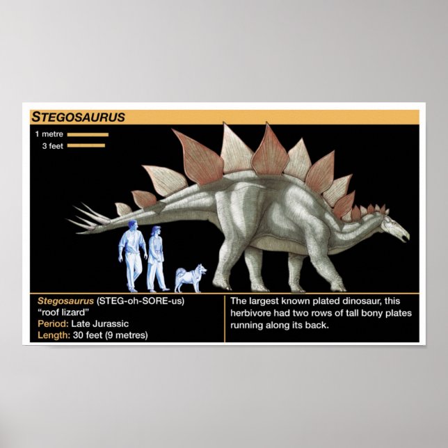 Stegosaurus - Biology Dinosaur Timeline Poster (Front)