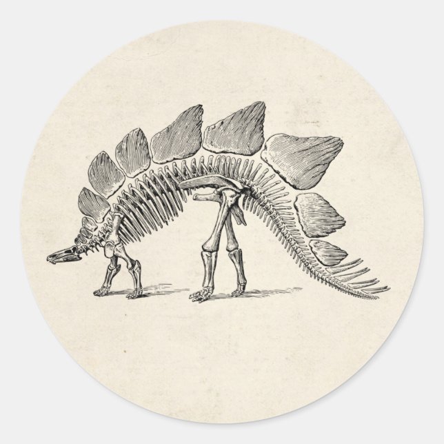 Stegosaurus Dinosaur Skeleton Fossil Classic Round Sticker (Front)
