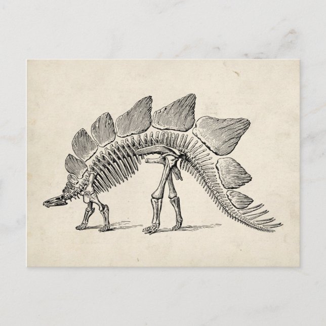 Stegosaurus Dinosaur Skeleton Fossil Postcard (Front)