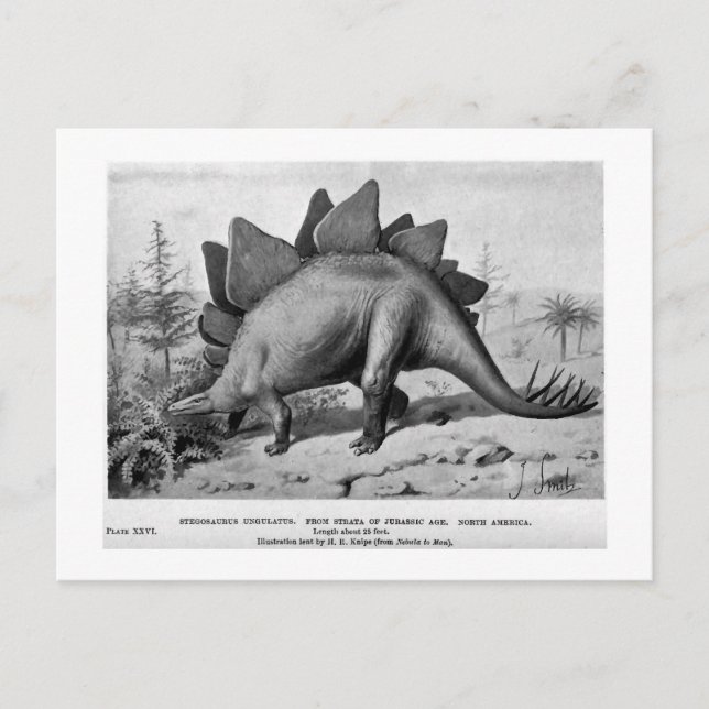 Stegosaurus ungulatus art postcard (Front)