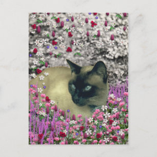 Stella in Flowers I – Chocolate Cream Siamese Cat Postcard