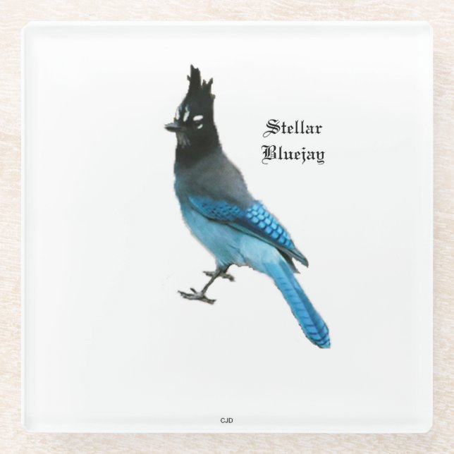 Stellar Blue Jay glass coaster (Front)