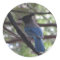 Stellar Jay- Yosemite