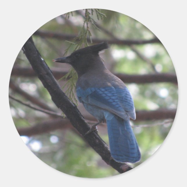 Stellar Jay- Yosemite Classic Round Sticker (Front)