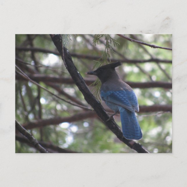 Stellar Jay- Yosemite Postcard (Front)