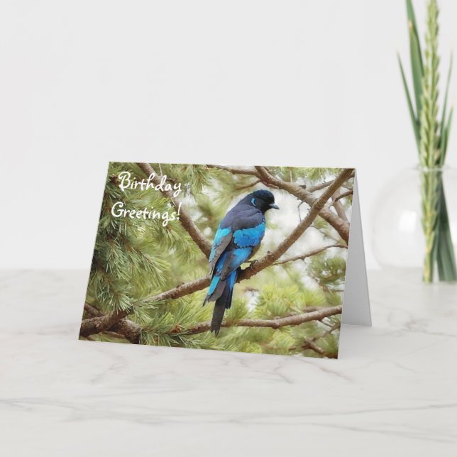 Stellars Jay Blue Bird Birthday Card Bird Lover (Front)