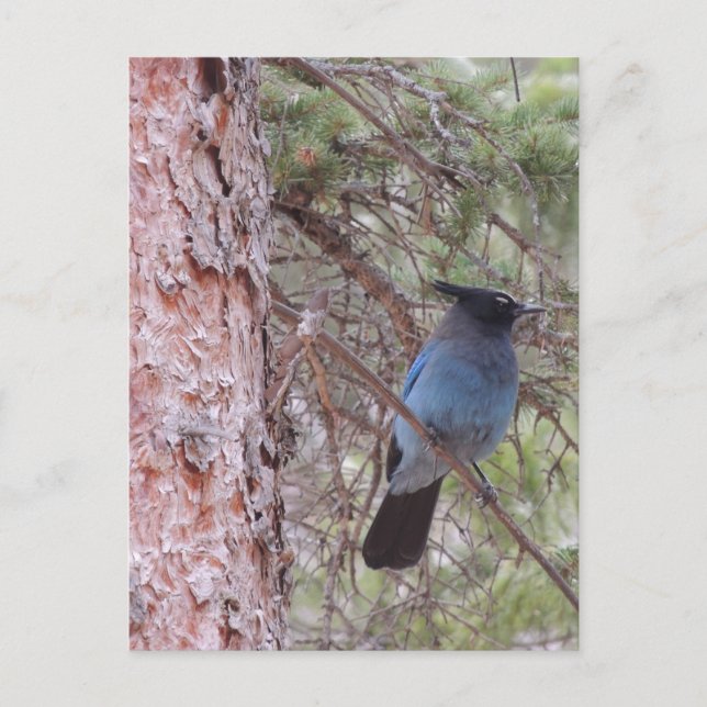 Stellars Jay Postcard (Front)