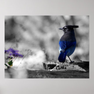 Steller Jay Poster