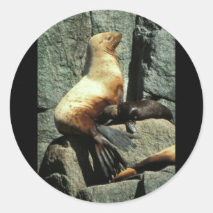 Steller Sea Lion and Pup Classic Round Sticker