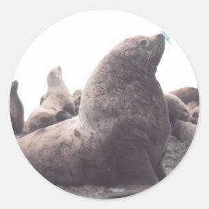 Steller Sea Lion Classic Round Sticker