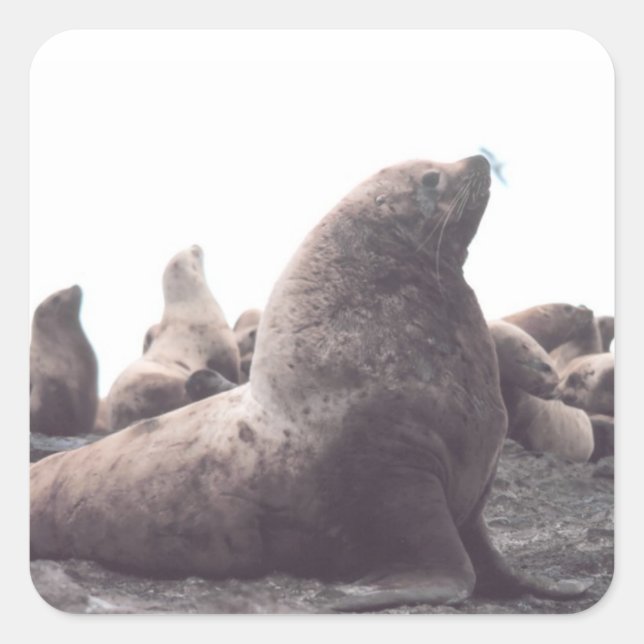 Steller Sea Lion Square Sticker (Front)