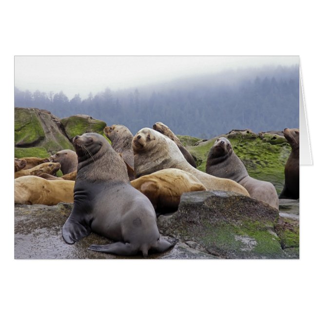 Steller Sea Lions (Front Horizontal)