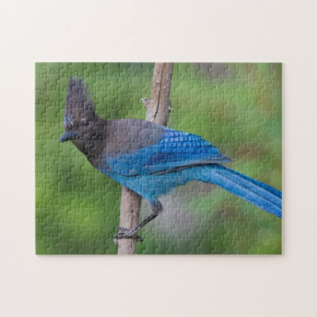 Steller's Jay 1 Jigsaw Puzzle (Horizontal)