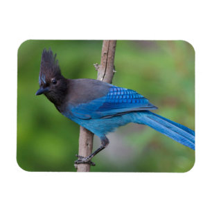 Steller's Jay 1 Magnet