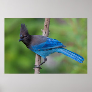 Steller's Jay 1 Poster