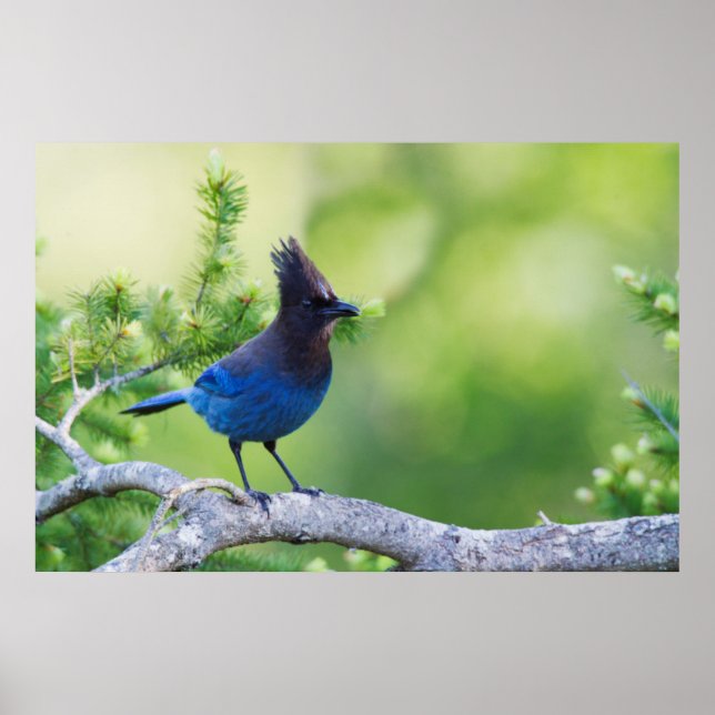 Steller's Jay 3 Poster (Front)