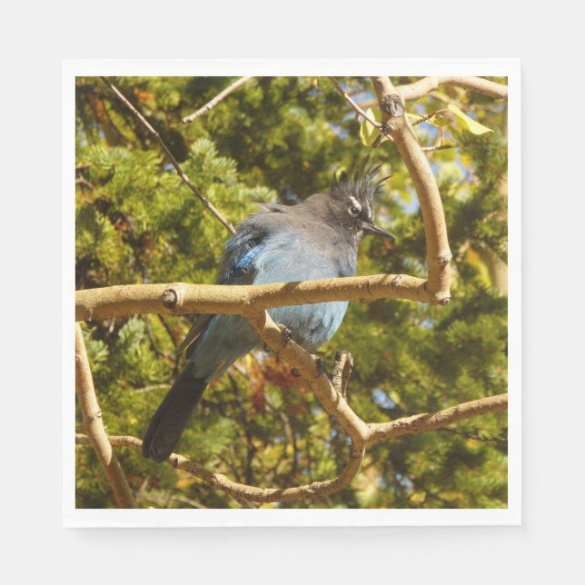 Steller's Jay at Rocky Mountain National Park Napkin (Front)