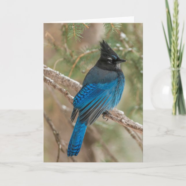 Steller's jay bird in tree card (Front)