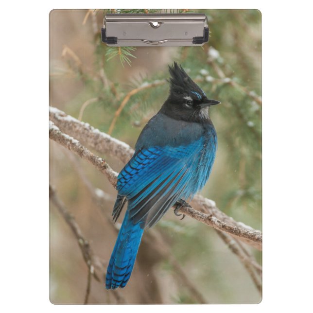 Steller's jay bird in tree clipboard (Front)