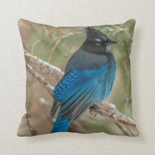 Steller's jay bird in tree cushion