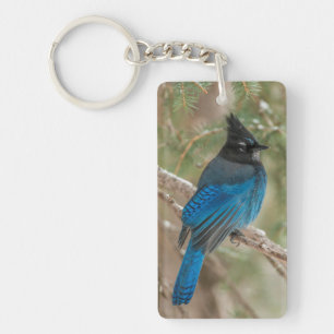 Steller's jay bird in tree key ring