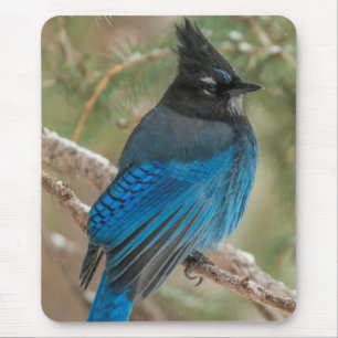 Steller's jay bird in tree mouse pad