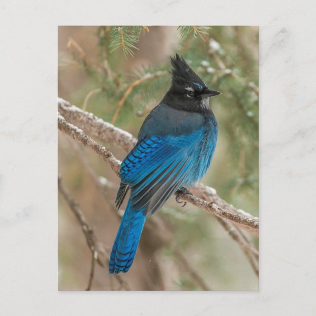 Steller's jay bird in tree postcard (Front)