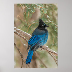 Steller's jay bird in tree poster