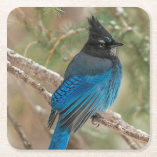 Steller's jay bird in tree square paper coaster