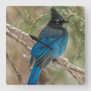 Steller's jay bird in tree square wall clock