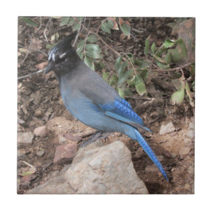 Steller's Jay Ceramic Tile